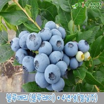 착한가격 나무생각 블루베리(블루레이)*4년생(결실주), 주