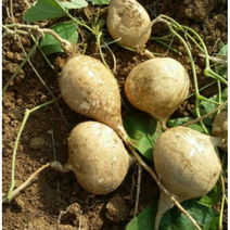 국내산 히카마 얌빈 멕시코감자 히까마 3kg 5kg 10kg 작은거 멕시코감자, 3kg(소), 1개