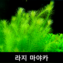 [수초몰] 라지 마야카 / 초보자수초 자연수초, 3촉