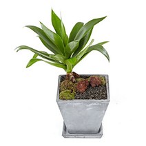 아가베(아테누아타)(OW-1001)[개업화분/축하/사무실이전], 1개