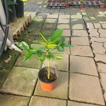 반려식물 왕레몬나무 중품 공기정화식물 305099
