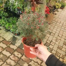 40~60cm 149 호주매화 중대품 야생화, 1개
