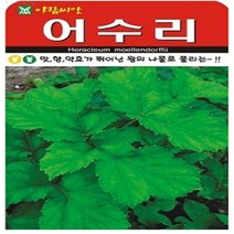 어수리 50립 (아람종묘)