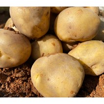 [32차한정수량 행사2주]2023년 프리미엄 수미 햇감자 못난이 감자 중~왕특 혼합 대용량 10kg 20kg 정상 원품 흠집감자, 흠집 20kg