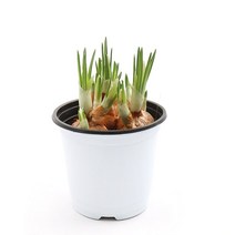 갑조네 다년생 일년생 야생화 노지월동 꽃, 크로커스(색상랜덤), 1개