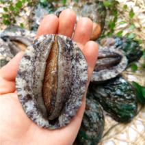 죽용 횟감용 대전복 500g 6-7미