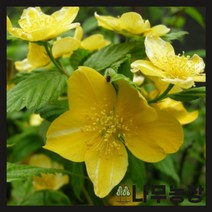 (나무농장) 황매화/죽도화 키 100cm 내외 분 ( 2주묶음 ), 2개