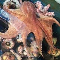 [KT알파쇼핑][착한어부] 통영 자연산 돌문어 1kg / 1~2미