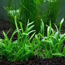 수초 코브라 그라스 100잎