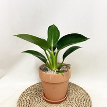 그린콩고 토분세트 (분갈이완료)