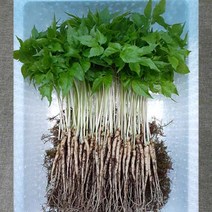 한우물농원 새싹삼 GAP인증 새싹인삼 산지직송, 대 30뿌리, 1박스