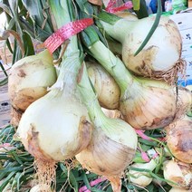 22년 햇양파 3kg 5kg, 1박스, 양파(특) 5KG