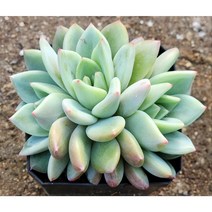 다육king 샴페인 (단일상품) 다육식물 선인장 (단일상품)