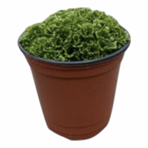 그린플랜트 공기정화식물 구름이끼 1+1