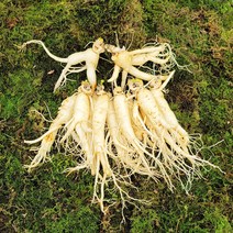 금산인삼 수삼 흠있는 난발삼 대 1채 750g 11~14뿌리 세척인삼, 무료세척 (흙무게 약 50g가량 감량)