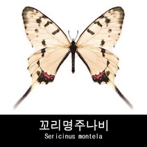나비표본 꼬리명주나비 Sericinus montela