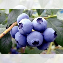 블루베리 오닐 삽목 2년 포트묘 묘목 1개 나무 화분