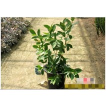 열매식물 - 구아바(큰화분) 1개