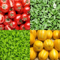 리틀플랜트 모종 모음 상추 고추 방울 토마토 옥수수 수박 참외 오이 호박 콩 텃밭 채소 깻잎 대파, 쌈채소모종, 적경채 5개