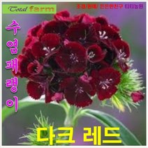 [팝플러스씨앗] 꽃꽃이 소재의 으뜸인 수염패랭이-다크레드 20립