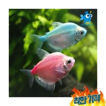 칼라테트라 6마리, 1개