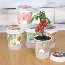 (꿈쟁이) 그로우 톡톡 - 마음을 노크하는 작은 정원_O/N 1419iEA, 윌비굿 해바라기