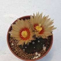 [메카다육]1129 선인장 투구(실생) 랜덤판매(화분포함) 다육식물 선인장 다육금 다육철화 두들레야 아프리카식물 코노피튬 하월시아 수입다육이 국민이, 1개