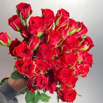 [코코 플라워] 시크릿피노 빨강 미니 장미 생화택배 꽃배달싼곳 반단 한단