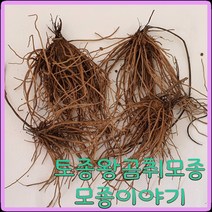 모종이야기 왕곰취모종1년생/ 토종곰취뿌리모종 주당500원, 50개