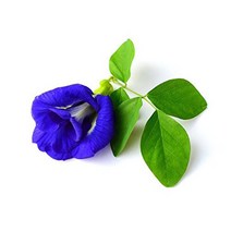 미국직구 야생 히비스커스 블루티 100% 퓨어 나비 완두콩 꽃차 - 1.1온스, 수량, 상세참조