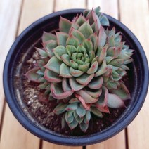 메비나 키우기 쉬운 붉고예쁜다육30 랜덤발송, 단품