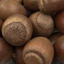 농랑부랑 2022 햇 도토리 상수리 도토리열매 1kg