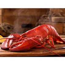 자이언트 킹 점보 자숙 랍스터 600-700g 3마리 총 2.0kg (마리당 평균 660g)
