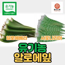 유기농 알로에 생알로에 알로에베라 사포나리아 친환경 무농약 알로에 식이섬유 다이어트 장건강, 유기농사포나리아 3kg