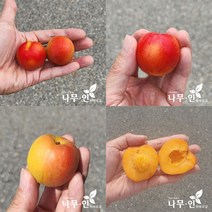 [나무인] 플럼코트묘목 4품종 4그루
