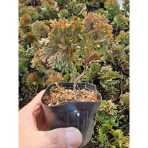(서양 둥근측백) 부시측백/부시그린 9cm 포트(특묘)
