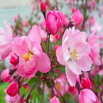 NS수사해당화 접목1년(특)뿌리묘