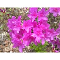 자산홍묘목 50주