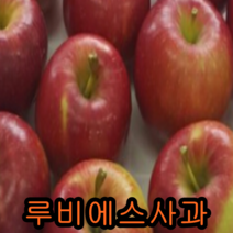 루비에스 사과나무 접목1년특묘 2그루 묘목 꽃나무 과일나무 과실수 꽃나무