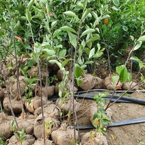 꼭지윤노리나무 윤노리(일반)나무 키1.2미터