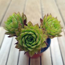 에오니움 3두 키우기 쉬운 실내 다육 랜덤3-30, 단품, 1개