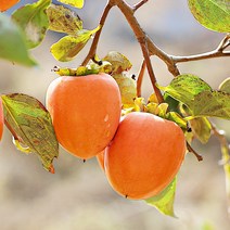 품질보장 대봉감 소과 중과 대과 10kg, 대봉감 대과 10kg