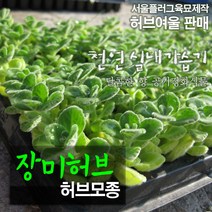 장미허브(Vicks Plant 공기정화/천연가습) 허브모종, 50개