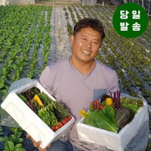 [친환경팔도] 양주농부 모듬채소 20종 클로렐라 쌈채소 유러피안 샐러드 야채 600g-1.2kg, 1박스, 클로렐라쌈채소 600g