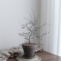 행복레시피 마오리 코로키아 실버(코토니스터)_독일그레이토분SET, 04-마오리_그레이토분SET(추가옵션 모두포함)