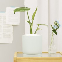 민트골지화분 관엽식물 30종 플랜테리어, 몬스테라