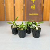 가꾸다 [묶음할인2개발송]소엽 대엽풍란(옵션:소엽 대엽구분선택), 소엽