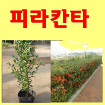 (D소망)피라칸사스(피라칸타)묘목 키 100센치 3그루