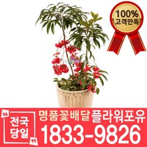 만냥금 백냥금 개업화분 개업선물 배달 이사 실내공기정화