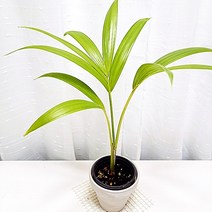 겐자야자 겐쟈야자 겐챠야자 야자나무 실내 공기정화 식물 독일토분, 단품